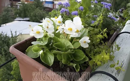 Квіти для балкона сонячна сторона (квіти) Квіти для балкона сонячна сторона