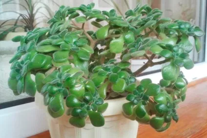 Квіти вашого будинку у інтер'єрі - ярмарок майстрів - ручна робота, handmade (квіти) Квіти вашого будинку в інтер'єрі - ярмарок майстрів - ручна робота, handmade