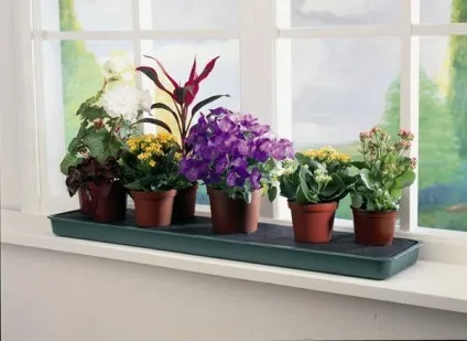 Квіти вашого будинку в інтер'єрі - ярмарок майстрів - ручна робота, handmade (кімнатні рослини) Квіти вашого будинку в інтер'єрі - ярмарок майстрів - ручна робота, handmade