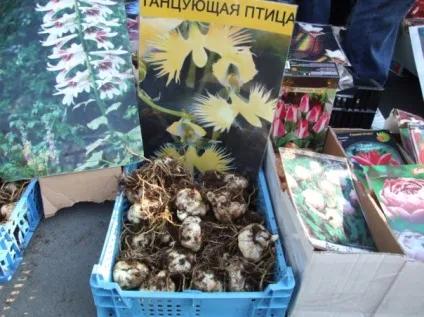 Квіткове разводилово 2 - замітки (вибирати посадковий матеріал) Квіткове разводилово 2 - замітки