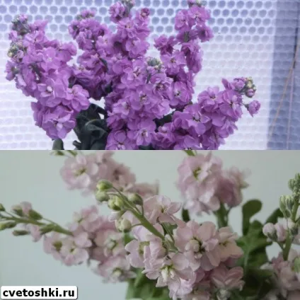 Квіти левкої багаторічні сорти на фото, посадка і догляд при вирощуванні (сорти) Квіти левкої багаторічні сорти на фото, посадка і догляд при вирощуванні