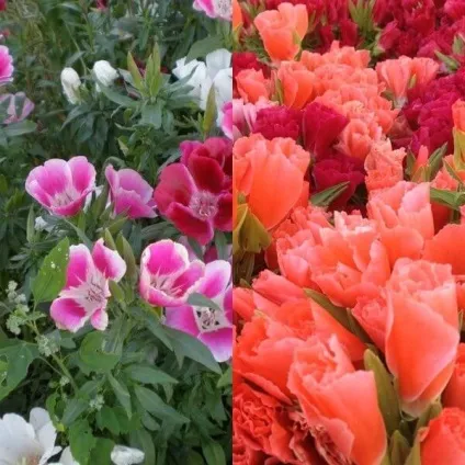 Квіти годецію фото, посадка і догляд за квіткою в процесі вирощування (фото) Квіти годецію фото, посадка і догляд за квіткою в процесі вирощування