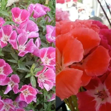 Квіти годецію фото, посадка і догляд за квіткою в процесі вирощування (квіти) Квіти годецію фото, посадка і догляд за квіткою в процесі вирощування