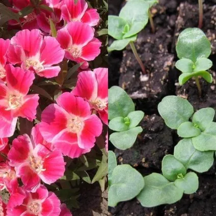 Квіти годецію фото, посадка і догляд за квіткою в процесі вирощування (посадка) Квіти годецію фото, посадка і догляд за квіткою в процесі вирощування