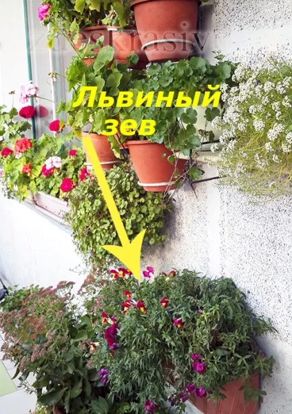 Квіти для балкона сонячна сторона (сторона) Квіти для балкона сонячна сторона