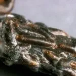 Декоративна калина бульденеж посадка і догляд, опис сорту, розмноження (осінь) Декоративна калина бульденеж посадка і догляд, опис сорту, розмноження