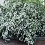 Декоративна калина бульденеж посадка і догляд, опис сорту, розмноження (сибір) Декоративна калина бульденеж посадка і догляд, опис сорту, розмноження
