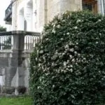 Декоративна калина бульденеж посадка і догляд, опис сорту, розмноження (цвісти) Декоративна калина бульденеж посадка і догляд, опис сорту, розмноження