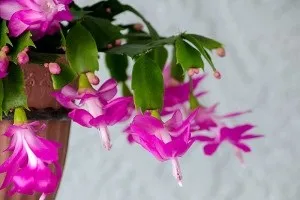 Декабрист (шлюмбергера) догляд, опис, фото, відео () Декабрист (шлюмбергера) догляд, опис, фото, відео
