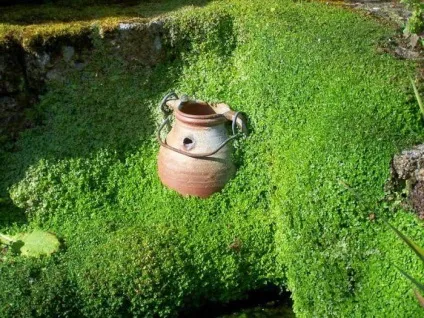 Декоративна солейролія догляд в домашніх умовах, розмноження, фото (умовах) Декоративна солейролія догляд в домашніх умовах, розмноження, фото