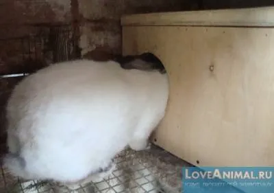 Робимо маточник для кроликів самі - love animal - клуб любителів тварин (розведення кроликів) Робимо маточник для кроликів самі - love animal - клуб любителів тварин