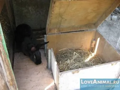 Робимо маточник для кроликів самі - love animal - клуб любителів тварин (нора для кроликів) Робимо маточник для кроликів самі - love animal - клуб любителів тварин
