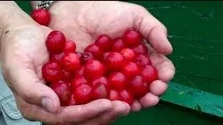 Дієта при подагрі меню дієти № 6 (дієта) Дієта при подагрі меню дієти № 6