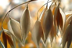 Дистрофія - лікування дистрофії народними методами і засобами, статті на (народними) Дистрофія - лікування дистрофії народними методами і засобами, статті на