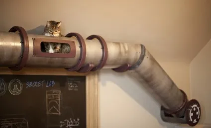 Дизайн для котів