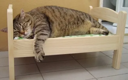 Дизайн для котів
