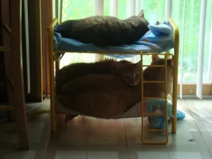 Дизайн для котів