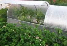 Маленькі теплиці дачі з полікарбонату, парник невеликий своїми руками, фото і розміри, на ділянці (маленькі) Маленькі теплиці дачі з полікарбонату, парник невеликий своїми руками, фото і розміри, на ділянці