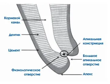 Для чого потрібен апекслокатор