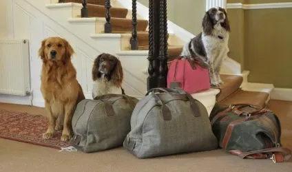 Dogvacay будинок - краще, ніж готель, короткі історії довгою такси (тисячі любителів собак) Dogvacay будинок - краще, ніж готель, короткі історії довгою такси
