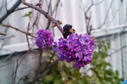 Довгостроковий прогноз погоди на вересень 2016, природа, суспільство, аргументи і факти (середніх багаторічних значень) Довгостроковий прогноз погоди на вересень 2016, природа, суспільство, аргументи і факти