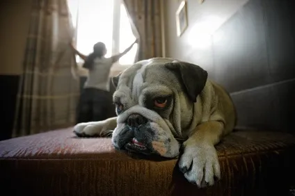 Dogvacay будинок - краще, ніж готель, короткі історії довгою такси (тисячі любителів собак) Dogvacay будинок - краще, ніж готель, короткі історії довгою такси