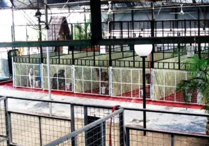 Dogvacay будинок - краще, ніж готель, короткі історії довгою такси (тисячі любителів собак) Dogvacay будинок - краще, ніж готель, короткі історії довгою такси