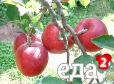 Домашній рецепт квашення яблук (квашення) Домашній рецепт квашення яблук