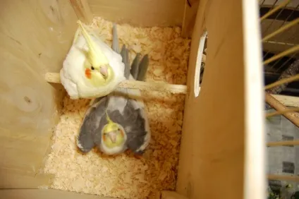 Будиночок для Кореллі своїми руками фото і відео (будиночок) Будиночок для Кореллі своїми руками фото і відео