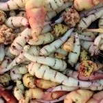 Джікама опис, факти і корисні властивості (Джікама) Джікама опис, факти і корисні властивості