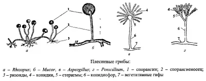 Дріжджі як вид грибів (грибів) Дріжджі як вид грибів