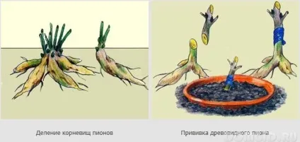 Деревовидні півонії, їх різновиди, особливості вирощування та рекомендації по догляду (деревовидні) Деревовидні півонії, їх різновиди, особливості вирощування та рекомендації по догляду