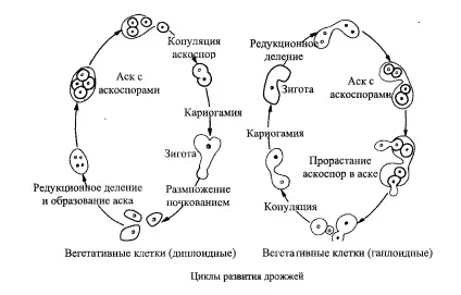 Дріжджі як вид грибів (дріжджі) Дріжджі як вид грибів