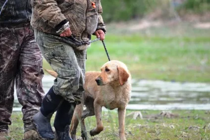 Дресирування собак різних порід в домашніх умовах (дресирування собак) Дресирування собак різних порід в домашніх умовах