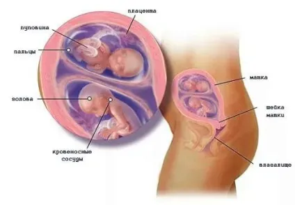 Двійнята в животі розміри і відчуття майбутньої мами (животі) Двійнята в животі розміри і відчуття майбутньої мами