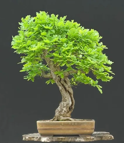 Дуб (quercus) бонсай, майстерня бонсай