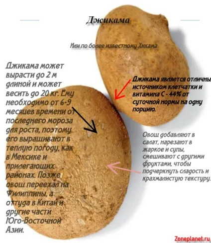 Джікама опис, факти і корисні властивості (властивості) Джікама опис, факти і корисні властивості