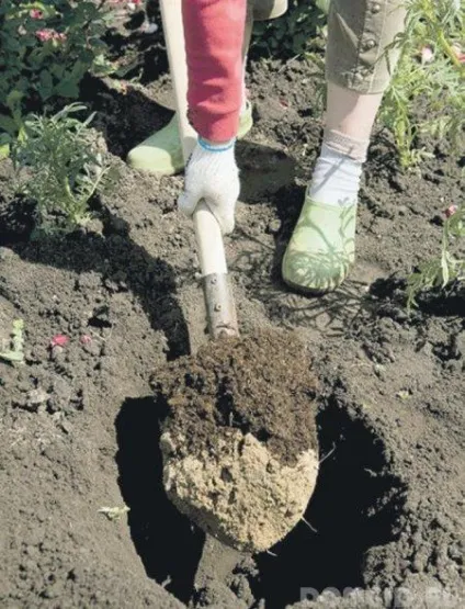 Деревовидні півонії, їх різновиди, особливості вирощування та рекомендації по догляду (півонії) Деревовидні півонії, їх різновиди, особливості вирощування та рекомендації по догляду