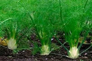 Ефірне масло фенхеля застосування в косметології для обличчя (фенхеля) Ефірне масло фенхеля застосування в косметології для обличчя