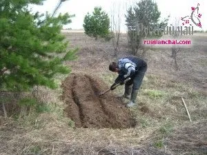 Ефективна посадка іван чаю насінням і корінням - купити насіння або коріння зніту (насінням) Ефективна посадка іван чаю насінням і корінням - купити насіння або коріння зніту