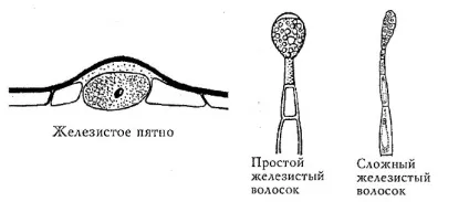 Ефіроолійні рослини і масла з них (рослини) Ефіроолійні рослини і масла з них