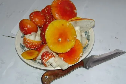 Їмо червоний мухомор