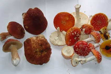 Їмо червоний мухомор