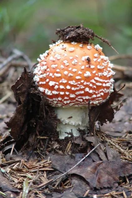 Їмо червоний мухомор