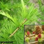 ялиновий лесхвойние
