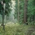 ялиновий лесхвойние