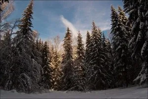 ялиновий лесхвойние