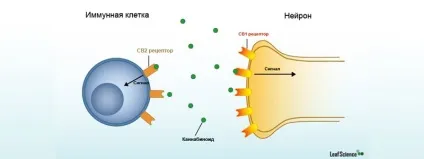 Ендоканнабіноідная система керівництво для новачків