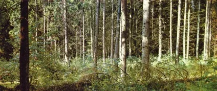 смерекові ліси
