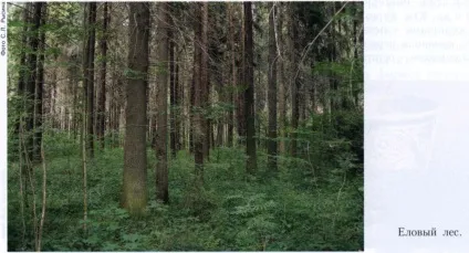 Смерекові ліси 1